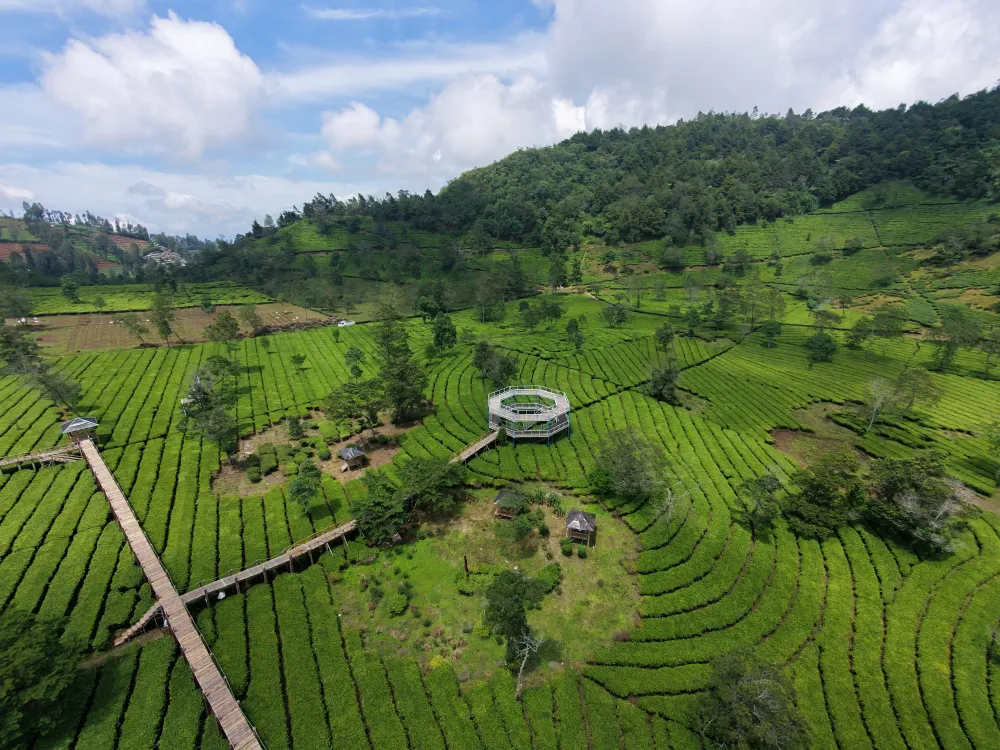 Kebun Teh Sikatok