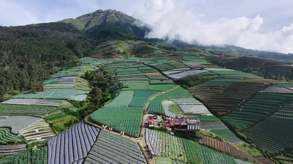 Wisata Negeri Sayur Sukomakmur